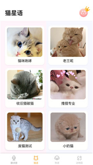 翻译猫语软件苹果版下载