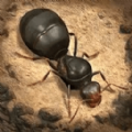 荒野蚂蚁模拟中文版